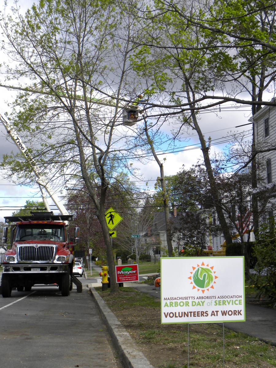 ABC_ArborDay_1_TruckFrontSign.JPG